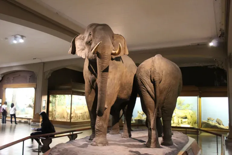 Museo Americano de Historia Natural